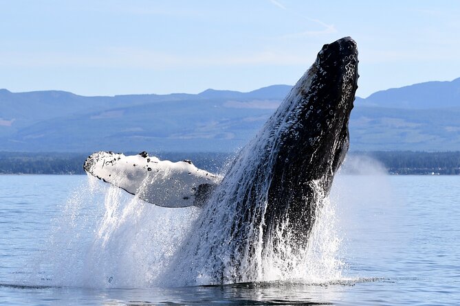 Parksville: Half-Day Whale and Wildlife Adventure - Three and a half hours in the northern Salish Sea