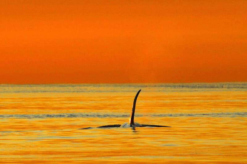 Parksville: Sunset Whale and Wildlife Adventure - Key points to know before you book