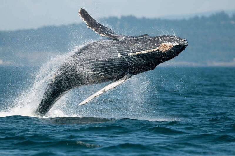 Parksville: Sunset Whale and Wildlife Adventure - Who should choose this sunset cruise?
