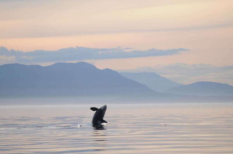 Parksville: Sunset Whale and Wildlife Adventure - Why sunset changes the Parksville whale-watching experience