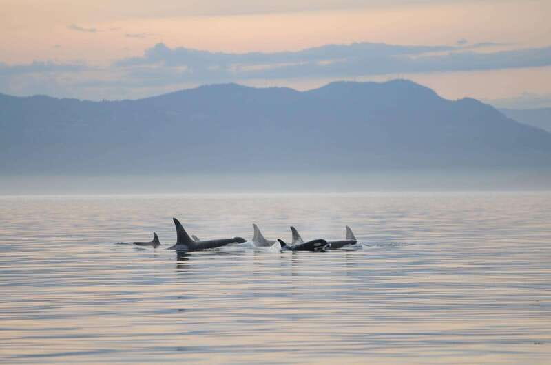 Parksville: Sunset Whale and Wildlife Adventure - A 12-person boat makes a real difference