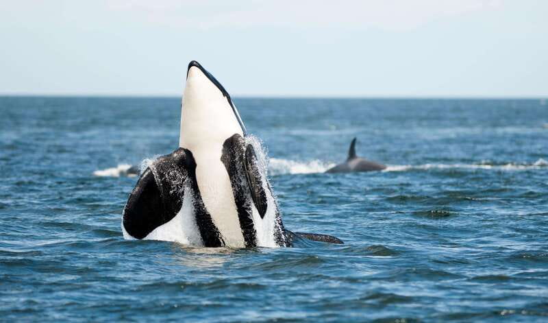 Parksville: Sunset Whale and Wildlife Adventure - Searching the northern Salish Sea