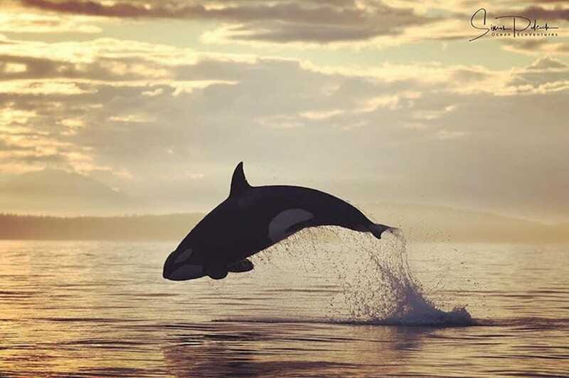 Parksville: Sunset Whale and Wildlife Adventure - What the captain and guides add