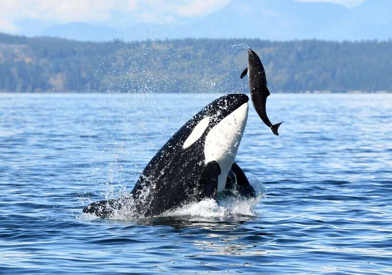 Parksville: Sunset Whale and Wildlife Adventure - What to wear and what the boat provides