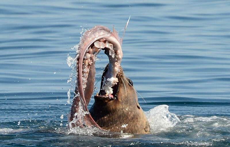 Parksville: Sunset Whale and Wildlife Adventure - Is $155 a fair price?