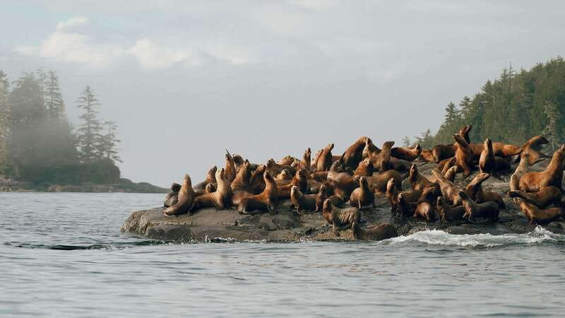 Port Hardy: Sea Otter and Whale Watching - Key points to know before booking