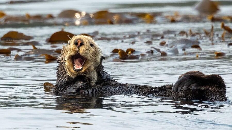 Port Hardy: Sea Otter and Whale Watching - Is this the right Port Hardy experience for you?