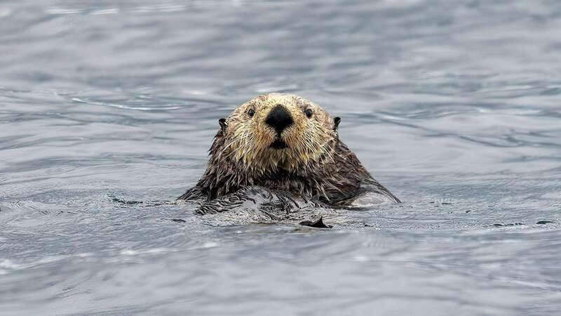 Port Hardy: Sea Otter and Whale Watching - Leaving Port Hardy for Kwakwakaʼwakw waters