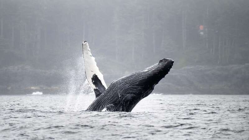 Port Hardy: Sea Otter and Whale Watching - Searching for orcas, whales, and sea otters