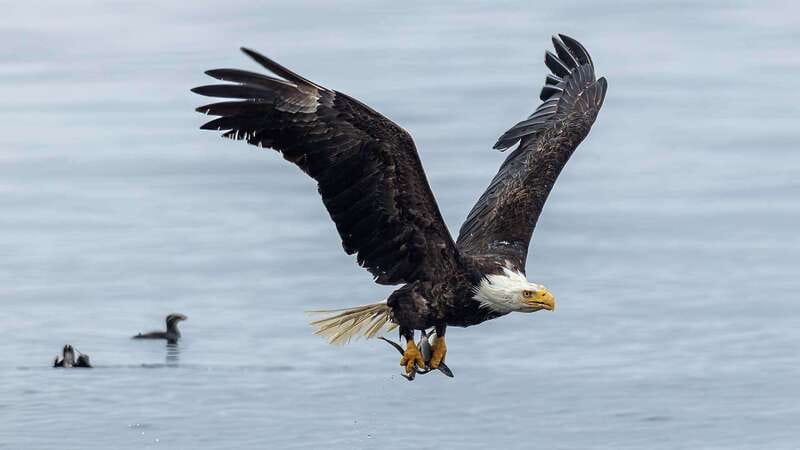 Port Hardy: Sea Otter and Whale Watching - Guides, local knowledge, and respectful viewing