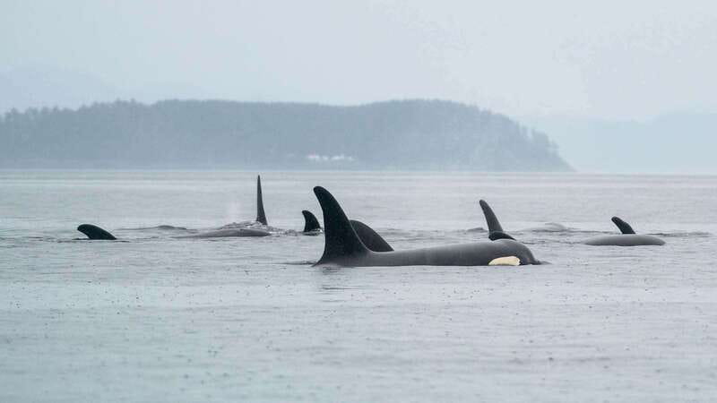 Port Hardy: Sea Otter and Whale Watching - Warm gear, binoculars, lunch, and practical comfort