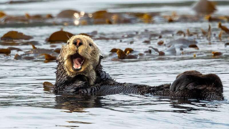 Port Hardy: Sea Otter and Whale Watching - Photography without turning the trip into a gear contest