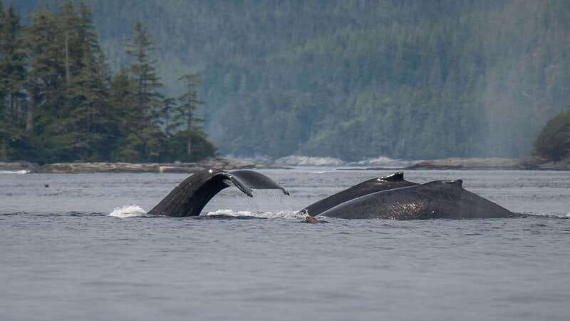 Port Hardy: Sea Otter and Whale Watching - Price, timing, and who gets good value