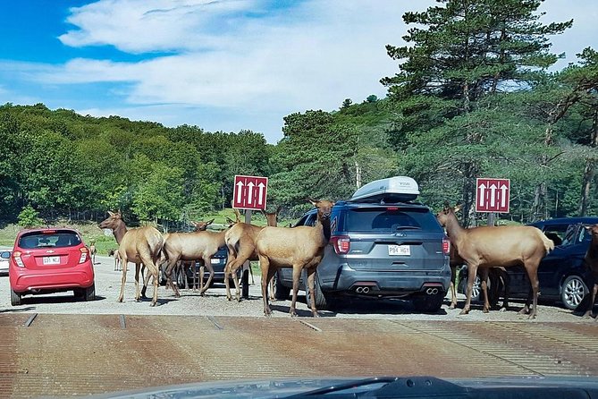 Private day tour to wildlife Parc Omega and Montebello lodge from Montreal - Key points to know before booking