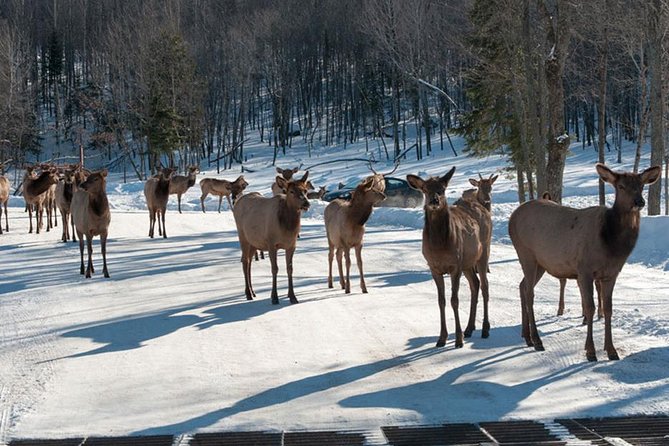 Private day tour to wildlife Parc Omega and Montebello lodge from Montreal - Why Parc Omega makes this day different