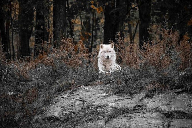Private day tour to wildlife Parc Omega and Montebello lodge from Montreal - Wolves, bears, and the parts you cannot plan