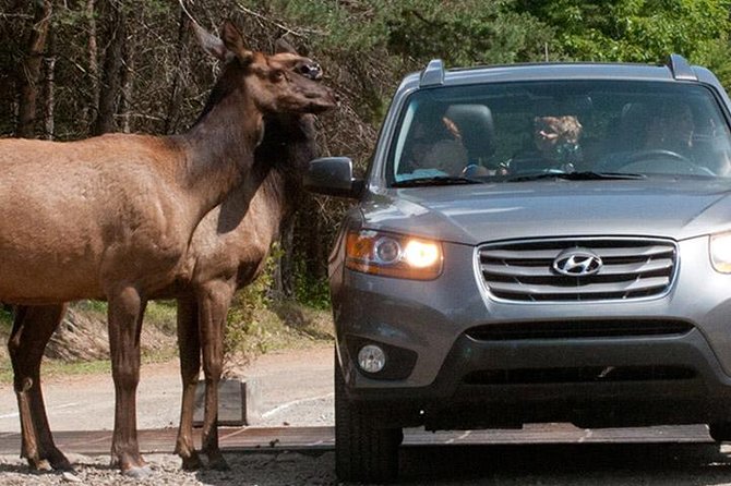 Private day tour to wildlife Parc Omega and Montebello lodge from Montreal - A short stop at Fairmont Le Chateau Montebello