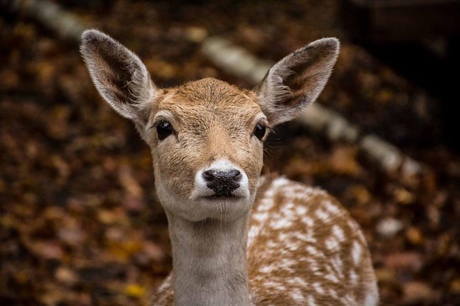 Private day tour to wildlife Parc Omega and Montebello lodge from Montreal - What the $359 price really buys