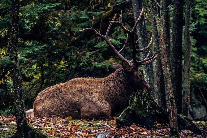 Private day tour to wildlife Parc Omega and Montebello lodge from Montreal - Timing, comfort, and practical planning