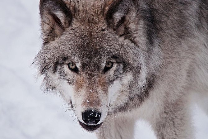 Private day tour to wildlife Parc Omega and Montebello lodge from Montreal - Who should book this private day trip