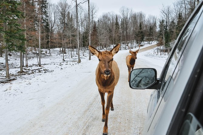 Private day tour to wildlife Parc Omega and Montebello lodge from Montreal - Three hours among Canadian animals
