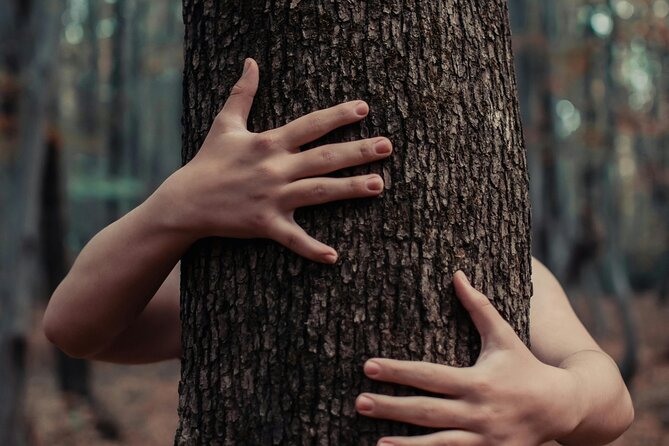 Private Forest Bathing Experience Connect with Nature - What the private format changes