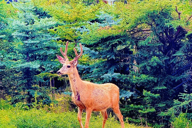 Private tour-Best of Banff: A Signature Journey in the Rocky(3HR) - Surprise Corner delivers Banff’s classic postcard view