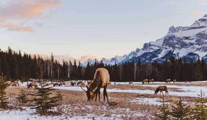PRIVATE Wilderness and Wildlife Walking Tour - 3hrs - Leaving Canmore for a quieter side of the Rockies