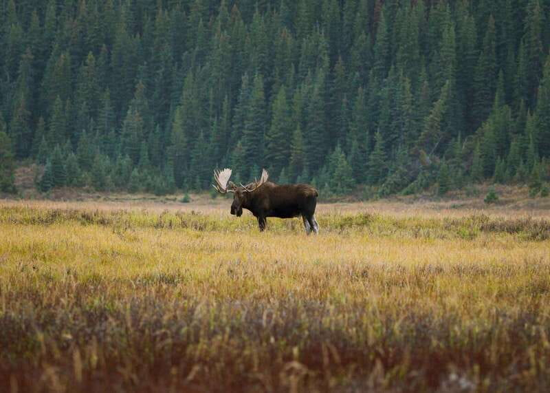 PRIVATE Wilderness and Wildlife Walking Tour - 3hrs - Safety without losing the sense of wildness