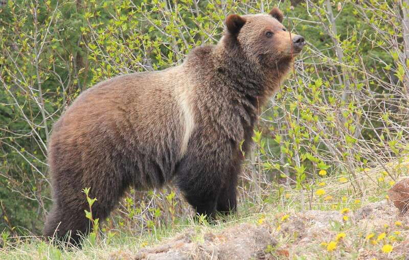 PRIVATE Wilderness and Wildlife Walking Tour - 3hrs - Transport, park fees, and what you need to bring