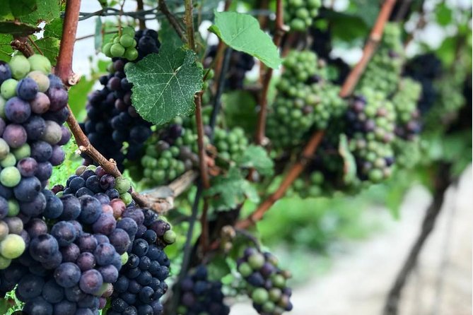 Private Wine & Charcuterie Tour (Customizable) - Lakeview Wine Co. keeps the visit friendly and focused