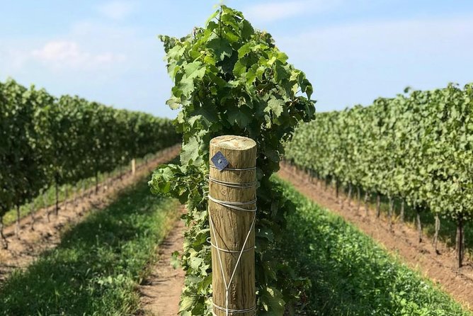 Private Wine & Charcuterie Tour (Customizable) - Is $223.80 per person a fair price?