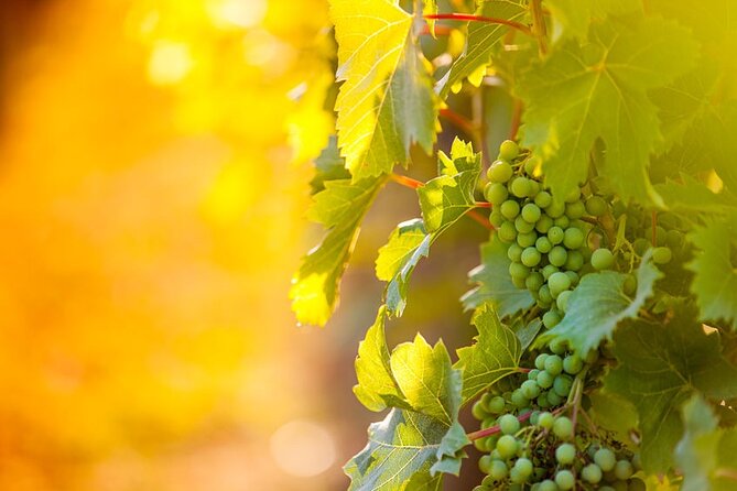 Private Wine Tour in Niagara-on-the-Lake w/ cheese & charcuterie - Pickup, private driving, and the value of five hours