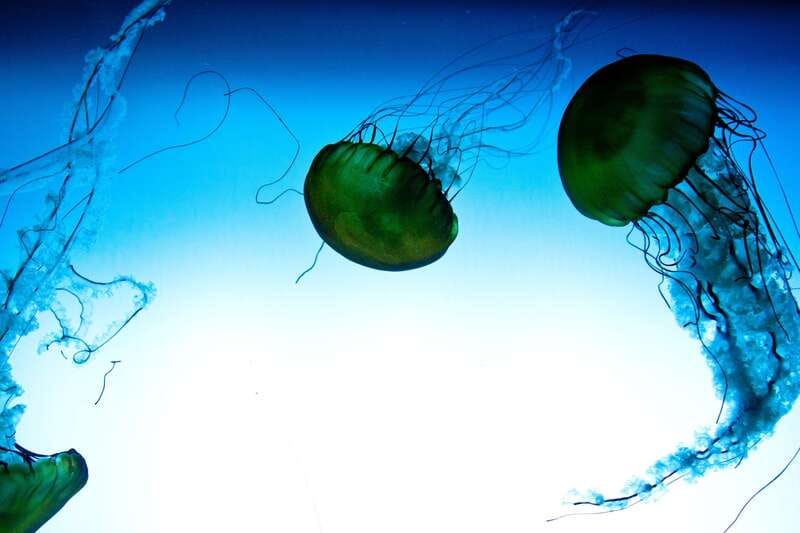 Quebec: Aquarium du Quebec Entry Ticket - Stingrays, Seals, and the Best Interactive Stops