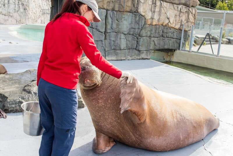 Quebec: Aquarium du Quebec Entry Ticket - Price, Parking, and Getting There