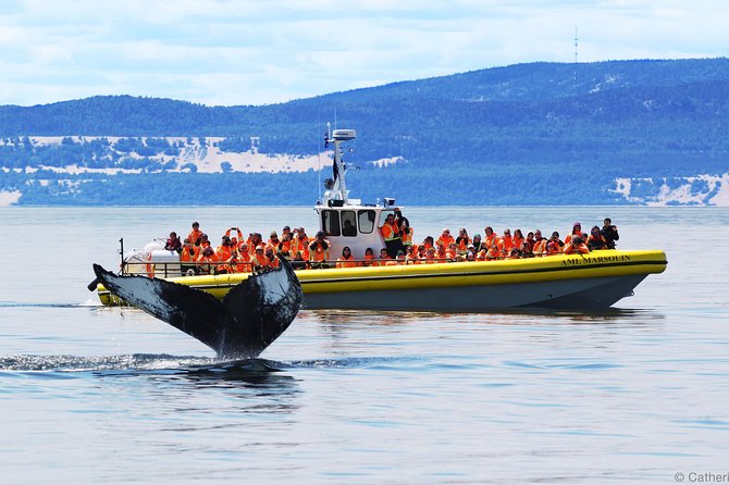 Québec City: Whale Watching Tour with Bus Transportation - Key points before you book