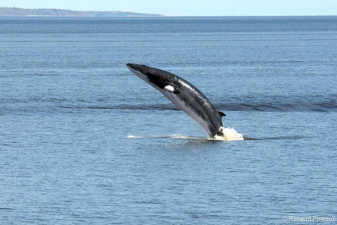 Québec City: Whale Watching Tour with Bus Transportation - The long road from Québec City to Baie-Sainte-Catherine