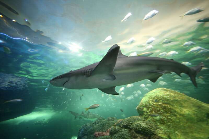 Ripley's Aquarium: Sharks After Dark Entry (After 5PM) - Arriving at 288 Bremner Boulevard after 5 PM