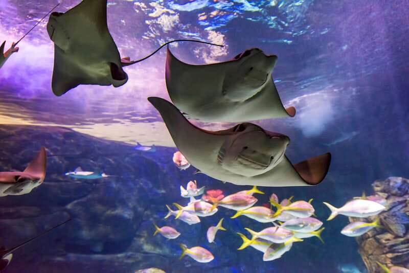 Ripley's Aquarium: Sharks After Dark Entry (After 5PM) - The first galleries: a gentle start with plenty to see