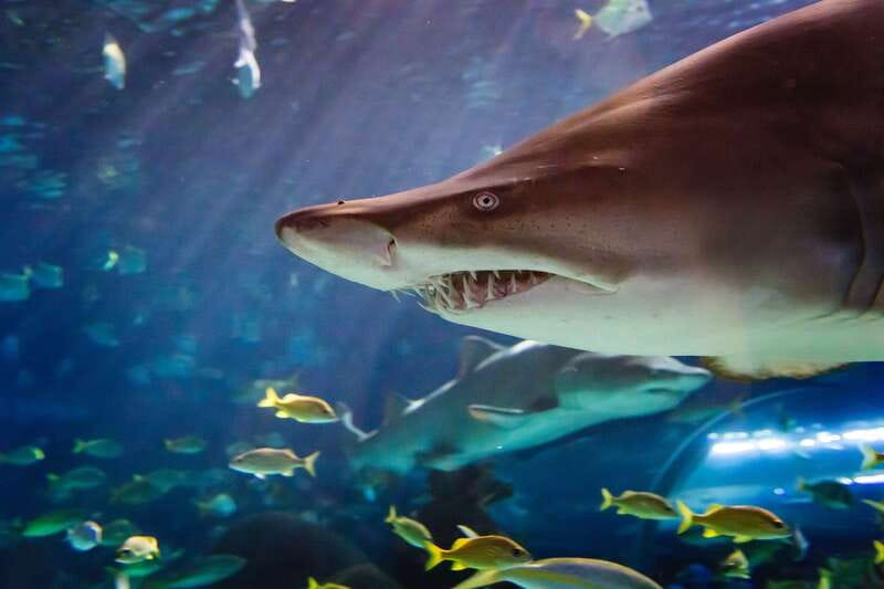 Ripley's Aquarium: Sharks After Dark Entry (After 5PM) - Jellyfish, coral life, and the slower side of the aquarium