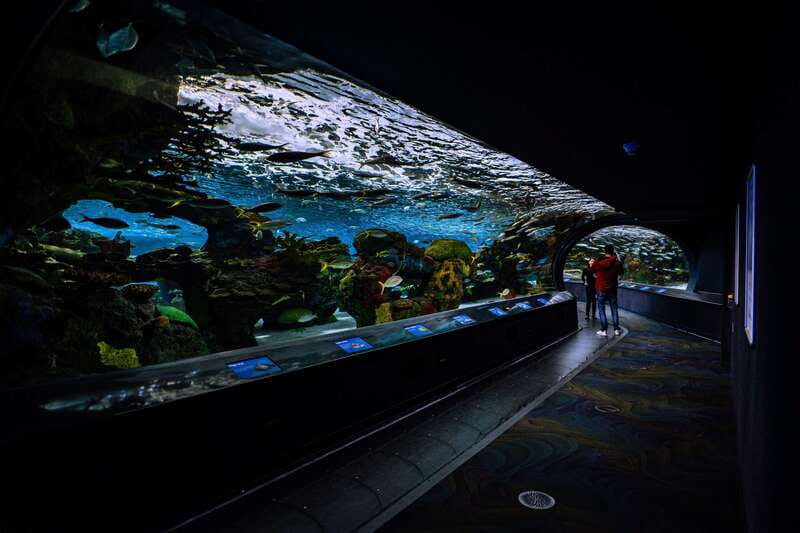 Ripley's Aquarium: Sharks After Dark Entry (After 5PM) - Stingray touch pools and live underwater presentations