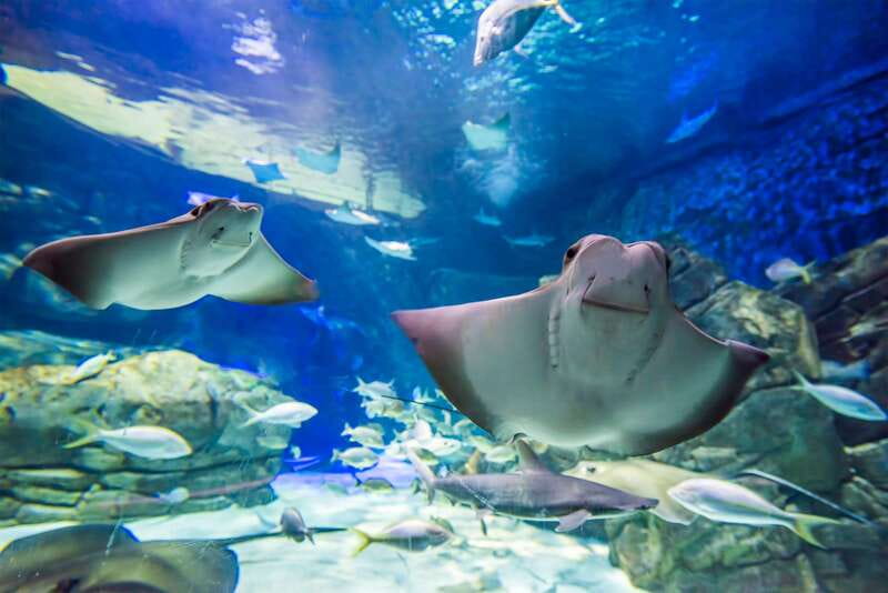 Ripley's Aquarium: Sharks After Dark Entry (After 5PM) - How long you need, and when to arrive