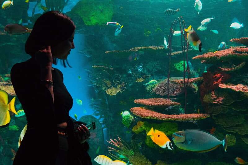 Ripley's Aquarium: Sharks After Dark Entry (After 5PM) - Who should book this evening visit?