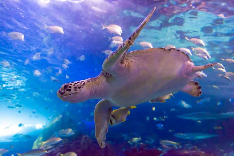 Ripley's Aquarium: Sharks After Dark Entry (After 5PM) - Should you book Sharks After Dark?