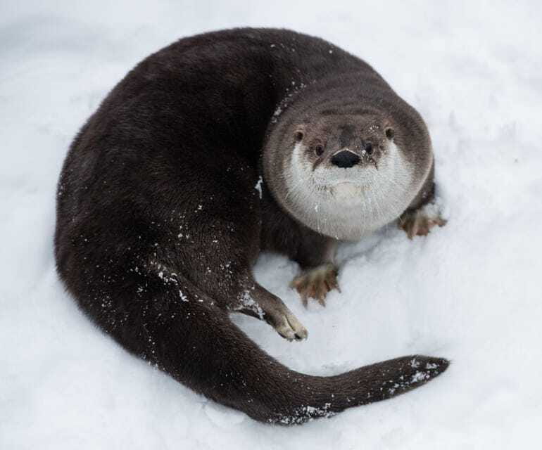 Saint Felicien: Admission to Zoo Sauvage - Why the open habitats matter