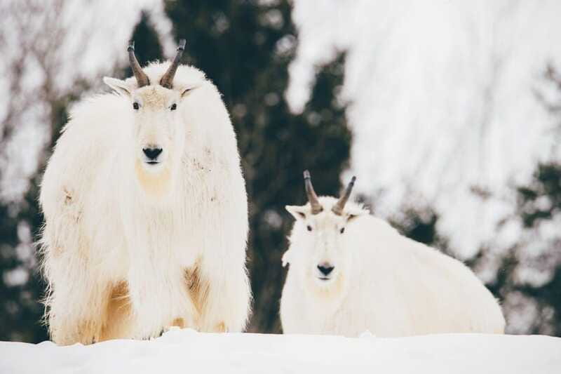Saint Felicien: Admission to Zoo Sauvage - Extra features included with admission