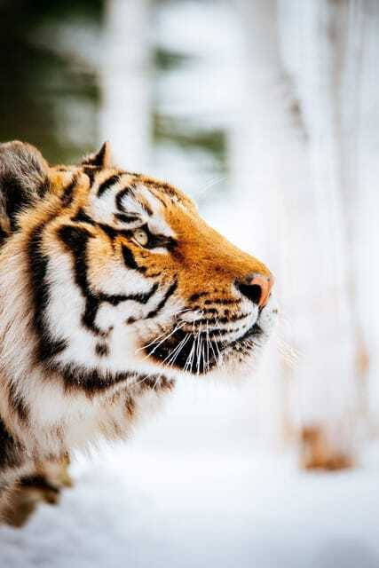 Saint Felicien: Admission to Zoo Sauvage - Is $46 a fair price?