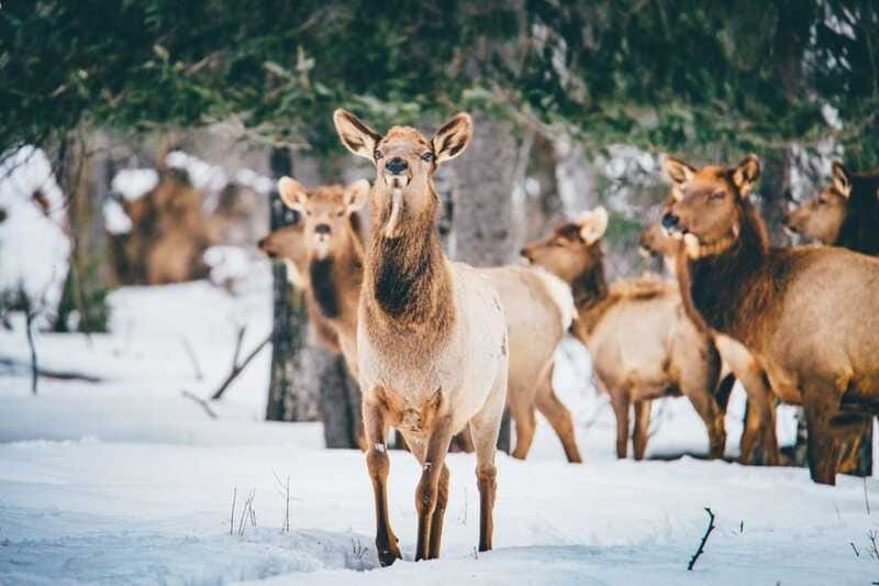 Saint Felicien: Admission to Zoo Sauvage - Who will enjoy Saint-Félicien most?