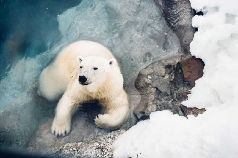 Saint Felicien: Admission to Zoo Sauvage - FAQ