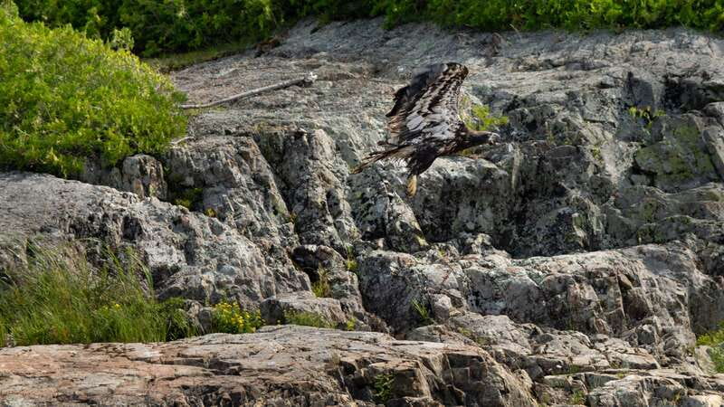 Saint John River: River Relics Kayak Tour - Wildlife along the Saint John River